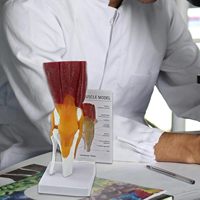 Modelo de Simulación de Ciencia Médica de la Articulación de la Rodilla Humana con Músculos, Ligamentos y Tendones como Recursos de Enseñanza Yulin CE/ISO