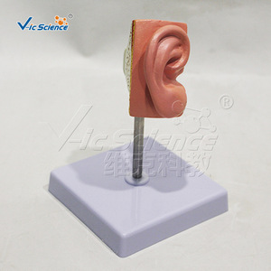 Modèle d'anatomie de l'oreille en trois dimensions, modèle de structure de l'oreille, outil pédagogique d'enseignement médical et d'anatomie - Product Image 2