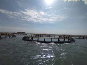 Jaula para Peces de HDPE de Nivel Básico con Estructura Estable y Perímetro de 30 m, Evita la Escape de Peces - Product Image 1