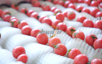 Kersen-tomaat vortex fruitwasmachine fruit sorteerder abrikozen sorteermachine bubbelwasser groente- en fruitreinigingslijn