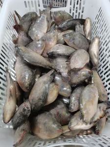 <span class=keywords><strong>Frozen</strong></span> Live <span class=keywords><strong>Tilapia</strong></span> Fish Alive Eviscerado <span class=keywords><strong>Scaled</strong></span> <span class=keywords><strong>Tilapia</strong></span> Preço Do Fornecedor Exportador Da China - Product Image 4