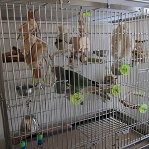 Filet de clôture galvanisé à chaud Offre Spéciale <span class=keywords><strong>grillage</strong></span> soudé en acier de calibre 10 pour les cages pour animaux de compagnie - Product Image 6