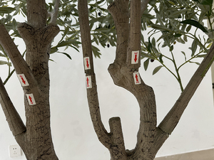 Arbre artificiel de grande taille en PE, Ficus Banyan, Olivier vert, pour décoration intérieure et extérieure, personnalisable en gros - Product Image 5