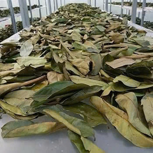 ใบเต้ารู้ดแห้งเวียดนาม พรีเมียมหรือมาตรฐาน หรือคุณภาพสูงกว่า 100% ธรรมชาติ ชาสมุนไพรใบเต้ารู้ด 100% จากเวียดนาม - Product Image 2