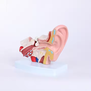 1.5 fois Anatomie humaine Oreille Modèle 3D Formation d'infirmière médicale Ressources pédagogiques - Product Image 3