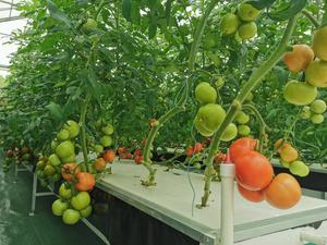 Système de plantation hydroponique XPS EPS, <span class=keywords><strong>Culture</strong></span> <span class=keywords><strong>en</strong></span> eau profonde pour Agriculture, - Product Image 3