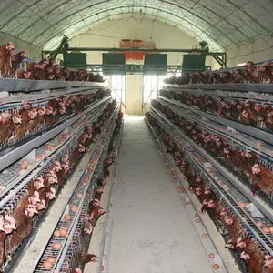 Dimensión comercial de cría de aves de corral TBB 1000 jaula de capa de huevo de pollo tipo A equipo de gallina ponedora