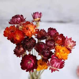 ดอกสตรอเวอรี่อบแห้ง20ชิ้น/แพ็คดอกไม้ธรรมชาติสีสันสดใสสำหรับตกแต่งบ้าน - Product Image 4