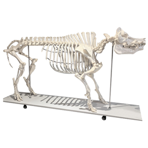 Modelo de <span class=keywords><strong>esqueleto</strong></span> de <span class=keywords><strong>cerdo</strong></span> Modelo anatómico animal Modelo de <span class=keywords><strong>esqueleto</strong></span> animal de tamaño natural - Product Image 5