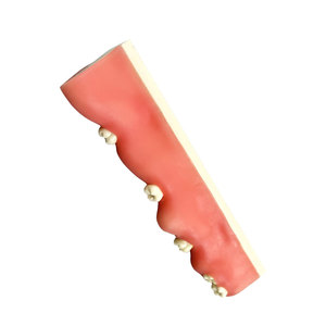 Modèle dentaire à prix d'usine, modèle de dent impatiente, modèle de dent non éclatée, modèle de pratique adapté à l'enseignement et à la <span class=keywords><strong>recherche</strong></span> dentaire - Product Image 5