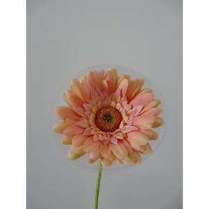 GERBERA SPRAY X1 63CM SA - Product Image 1
