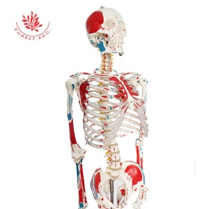 Recursos de enseñanza Cuerpo entero Impreso a mano Músculo Punto de inicio y finalización 180cm Modelo de <span class=keywords><strong>esqueleto</strong></span> de Anatomía Humana - Product Image 4
