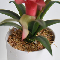Plantes artificielles succulentes, petits bonsaïs, Dracaena Torch, Ananas, en pot, 19 cm, PE, écologiques, réalistes, durables, pour la maison