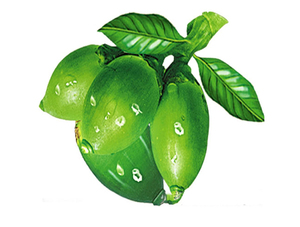 Extracto de planta surfactante natural <span class=keywords><strong>Areca</strong></span> <span class=keywords><strong>Catechu</strong></span> extracto en polvo 10: 1 - Product Image 3