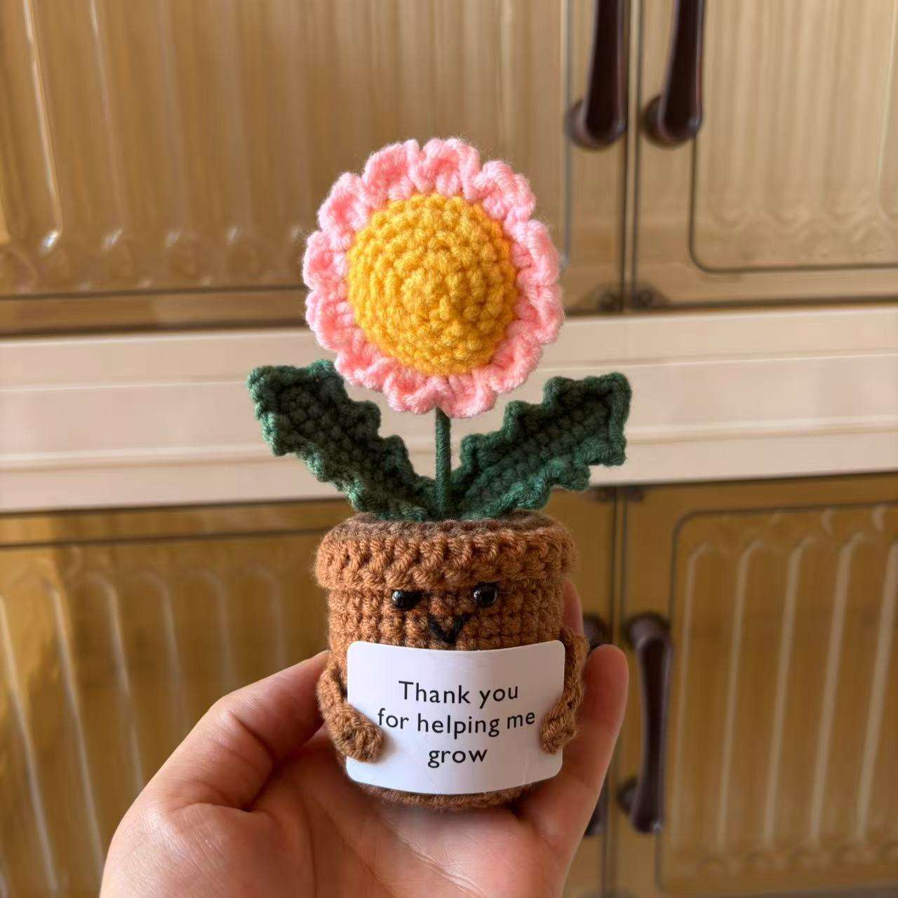 Plante en pot marguerite rose