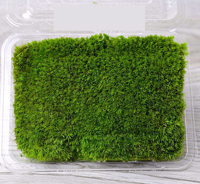 Vente en gros de décoration de bureau à domicile mousse de renne séchée naturelle leucobryum glaucum mousse de sphaigne préservée