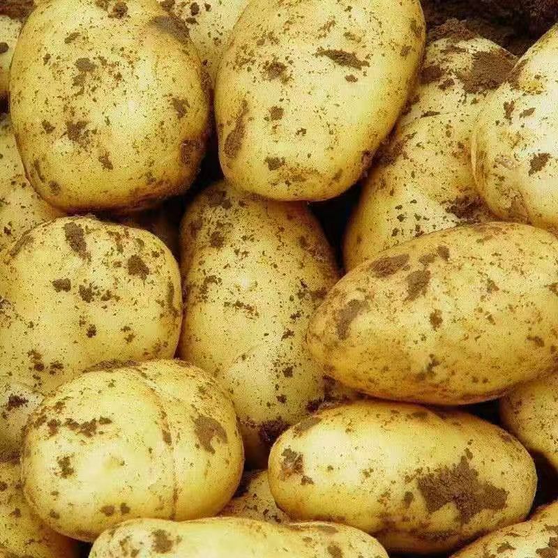 Свежий картофель с высоким качеством положительного происхождения картофеля прямых продаж
