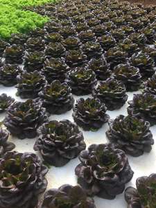 Système de plantation hydroponique XPS EPS, <span class=keywords><strong>Culture</strong></span> <span class=keywords><strong>en</strong></span> eau profonde pour Agriculture, - Product Image 6