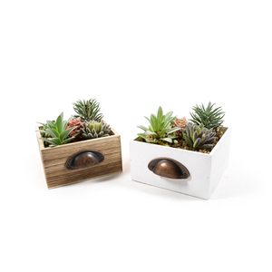 Piante Succulente Assortite H 15x16x16cm - Product Image 1