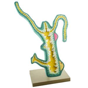 Modelo de biología de hidra de PVC para uso en el aula Suplemento educativo de zoología - Product Image 2