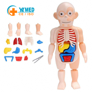 Modèle de puzzle en PVC sur l'anatomie du corps humain, marque YULIN, jouet éducatif pour enfants, squelette de torse à assembler, apprentissage précoce de la structure des organes - Product Image 1