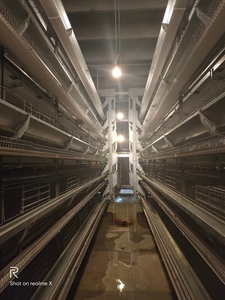 Sistema de Jaulas Automáticas para Pollos Tipo H con Capacidad para 20000 Aves, Jaulas de Batería para Gallinas Ponedoras con Cinta Transportadora de <span class=keywords><strong>Huevos</strong></span> - Product Image 4