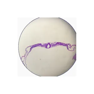 School Onderwijs Middelen 25 Soorten Kip Embryologie Voorbereid Slides Voor Microscoop