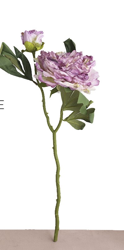 Pourpre
