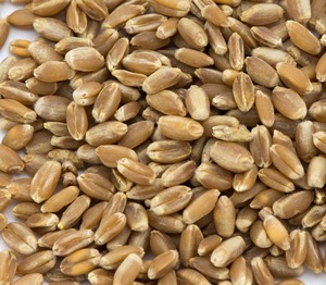 Graines de blé en promotion, qualité alimentaire, riches en nutriments pour la cuisson, la pâtisserie et les pâtes, disponibles à prix raisonnable - Product Image 1