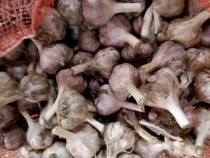 Ajo fresco y seco de Vietnam, venta al por mayor, vacaciones - Product Image 4