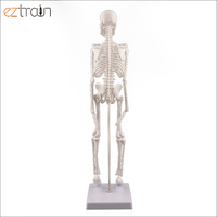 Mini modèle de squelette humain de 45cm avec bras et jambes mobiles Modèle scientifique pour l'étude