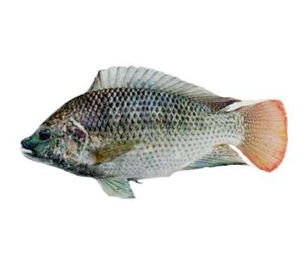 chinese frozen tilapia fish