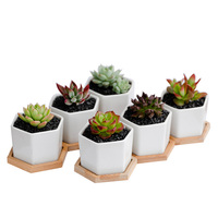 Vente en gros de pots de plantes succulentes minimalistes en céramique hexagonale blanche personnalisés