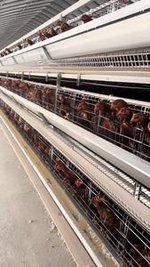 Nieuwe Staat H-Type Kippenhok Ei-Leggende Kippenkooi Kwartel Kippenbatterij Kooi Voor Pluimveebedrijf En Thuisgebruik In Zambia - Product Image 2