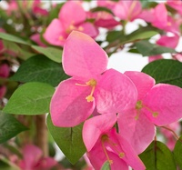 BF Fabrik Großhandel Hochrealistische Künstliche Bougainvillea 150cm Bäume Landschaftsgestaltung Blühende Pflanzen für Heim- und Einkaufszentrum-Dekoration