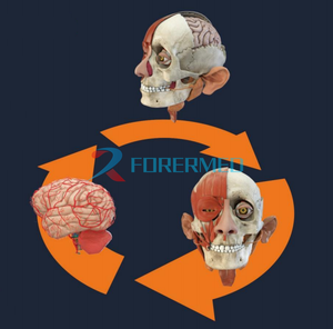 Tavolo di Dissezione Virtuale 3D per l'Insegnamento Medico del Corpo Umano, per Studi Universitari e Universitari - Product Image 4