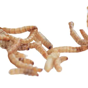流行天然材料定制包装设计面包蠕虫干零食小动物粉虫