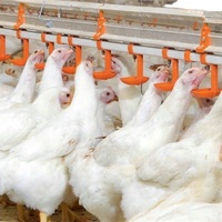 Matériel d'élevage d'animaux et de volailles : Abreuvoir à tétine pour volailles, mangeoires pour poules d'élevage, abreuvoir pour poulets
