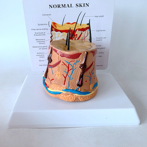 Modello di pelle in PVC anatomico più venduto <span class=keywords><strong>della</strong></span> struttura umana <span class=keywords><strong>formazione</strong></span> scientifica medica e strumento didattico - Product Image 2
