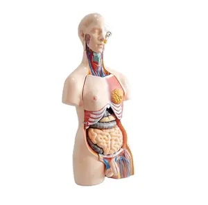 Medical 85cm unisex torso 23 parts human male and female anatomical human torso teaching training model anatomy factory price