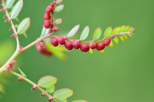 <span class=keywords><strong>Phyllanthus</strong></span> <span class=keywords><strong>Urinaria</strong></span> <span class=keywords><strong>Extract</strong></span> Fabriek Levering <span class=keywords><strong>Phyllanthus</strong></span> <span class=keywords><strong>Urinaria</strong></span> <span class=keywords><strong>Linn</strong></span> <span class=keywords><strong>Extract</strong></span> <span class=keywords><strong>Phyllanthus</strong></span> Niruri <span class=keywords><strong>Extract</strong></span> - Product Image 3