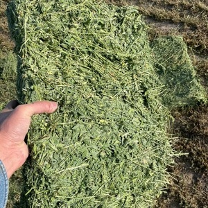 Heno de Alfalfa para una Alimentación Saludable del Ganado con Forraje Verde Suave, Rico en Nutrientes Naturales y Adecuado para el Uso Diario en la Granja - Product Image 2