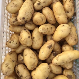 Pommes <span class=keywords><strong>de</strong></span> <span class=keywords><strong>terre</strong></span> fraîches <span class=keywords><strong>de</strong></span> qualité d'exportation en provenance <span class=keywords><strong>de</strong></span> Chine, grade A, <span class=keywords><strong>25</strong></span> <span class=keywords><strong>kg</strong></span>/SAC, culture COMMUNE, <span class=keywords><strong>prix</strong></span> avantageux, provenance chinoise - Product Image 4