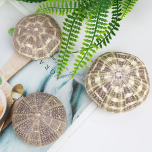 クリエイティブなDIY装飾標本卸売 ホームデコレーションアクセサリー 鉢植え 小さな植木鉢 ウニの殻 - Product Image 5