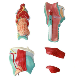 Modèle anatomique 2X agrandi pour la formation médicale, en PVC, représentant le pharynx, le larynx avec les vaisseaux sanguins, la thyroï<span class=keywords><strong>de</strong></span> et le pomme <span class=keywords><strong>de</strong></span> l'œuf d'Adam, pour l'enseignement - Product Image 6