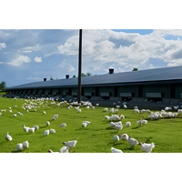 Structure de bâtiment avicole préfabriquée en acier léger galvanisé de grande envergure pour ferme avicole, conception et fourniture JIEKE