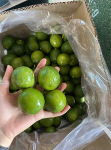 Limones de Exportación a Buen Precio, 100% Naturales, Frescos, Sin Semillas, de Vietnam, Tien Giang, Grado Uno, Cosecha 2019, 10 kg, Sra. Nicky - Product Image 5