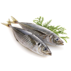 fresh fish-fresh fish manufacturers, suppliers and exporters on