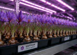 Smart Automated Full Spectrum LED <b>Grow</b> <b>Light</b> 40ft Shipping Hydroponic Plant Factory Saffron Growing Container - Product Image 2