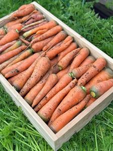<span class=keywords><strong>Carote</strong></span> Rosse Fresche 15cm 10kg Conservate in Frigorifero, Provenienti dallo Shandong, Cina, <span class=keywords><strong>per</strong></span> Uso Alimentare, Prezzo Competitivo all'Ingrosso - Product Image 4